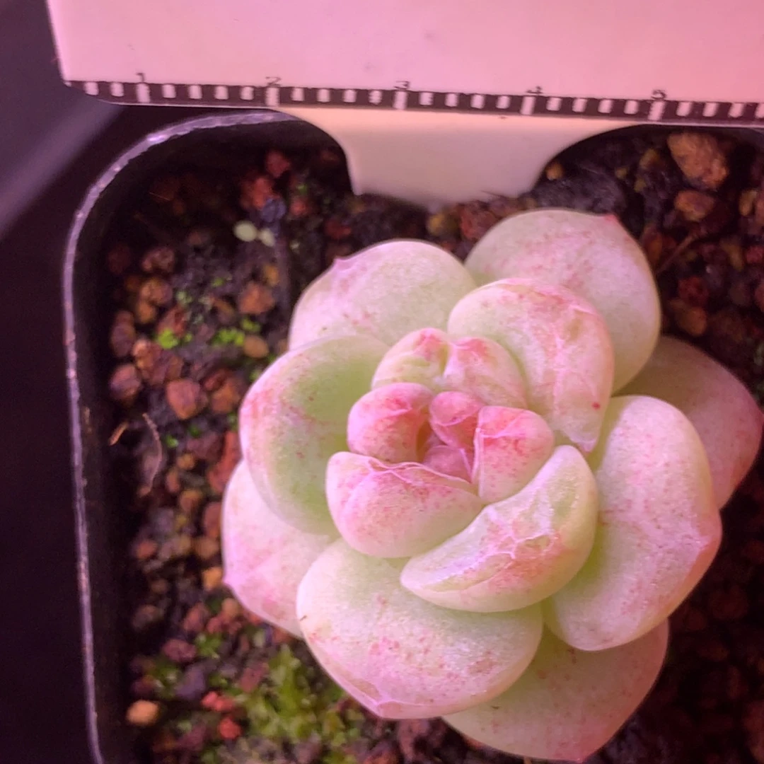 冰玉石化锦母本58包邮