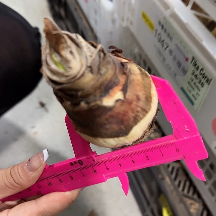 粉黛5.5公分花后球福利