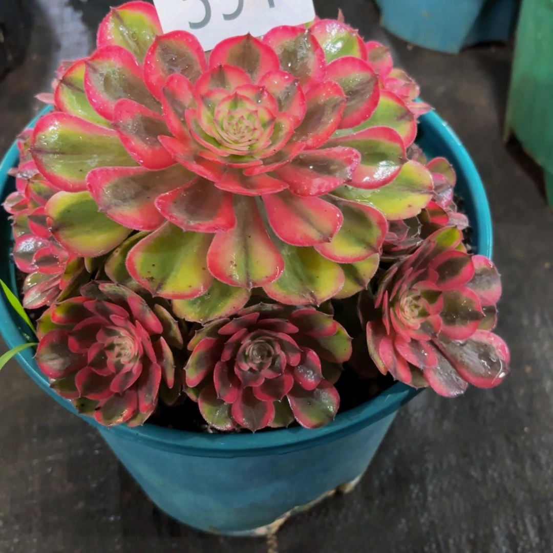 591多肉植物荔枝法师