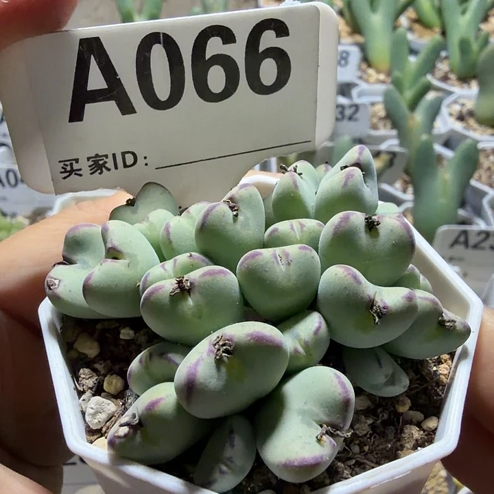 066。满28包邮肉锥