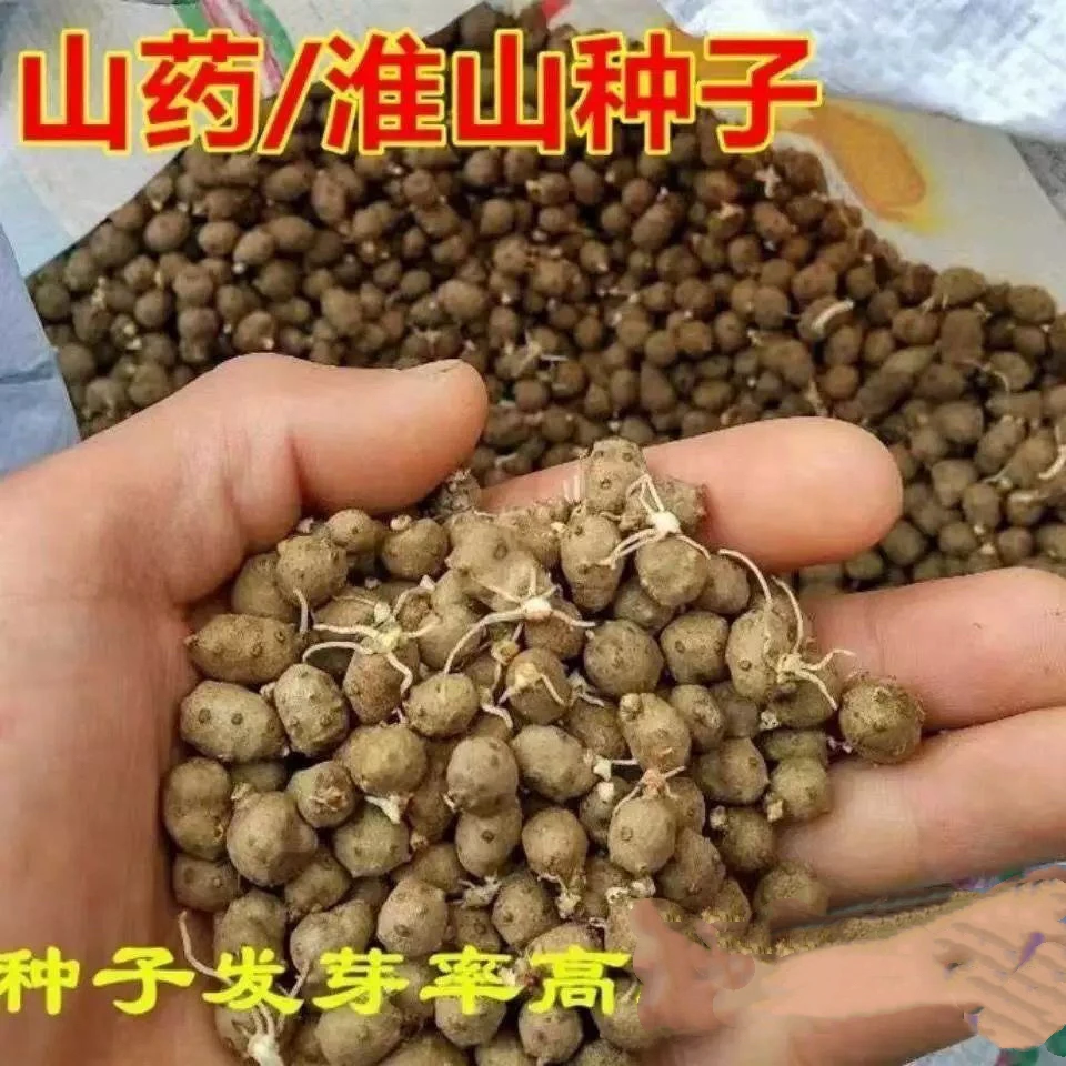 铁棍山药豆种子怀山药蛋淮山药种苗山药嘴子发芽的山药豆育苗盆栽