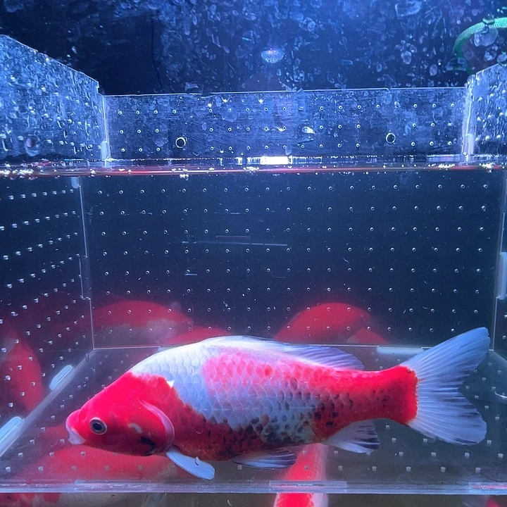 海水鱼品相自荐全场包邮