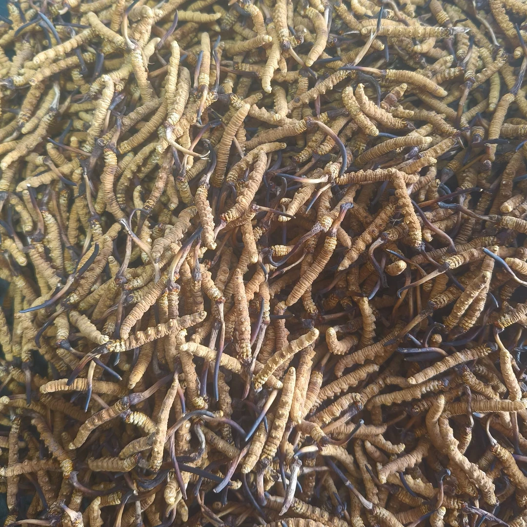 精选头期冬虫夏草营养滋补好物3根/克