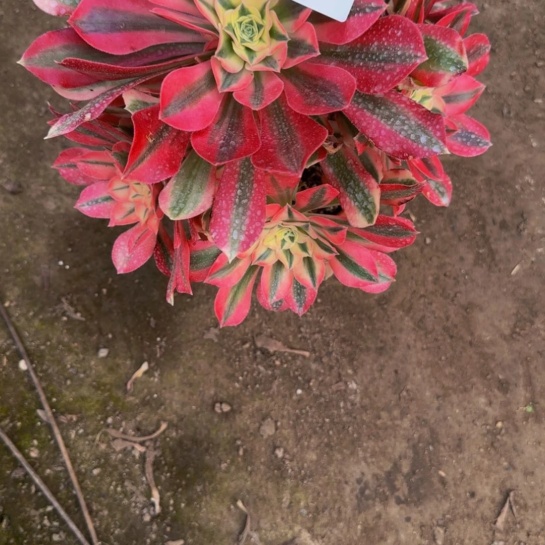 原****?一物一拍多肉法师福利6620