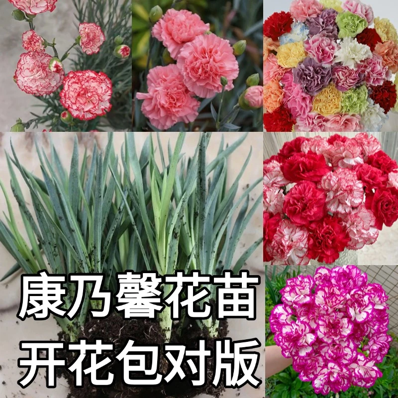 高杆康乃馨花苗重瓣大花耐热耐寒易活庭院盆栽云南四季绿植鲜花苗