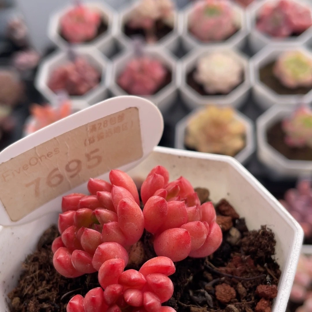 鸡血红宝石7695-4.5厘米