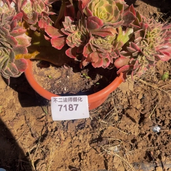 7187，女郎缀朵朵包邮