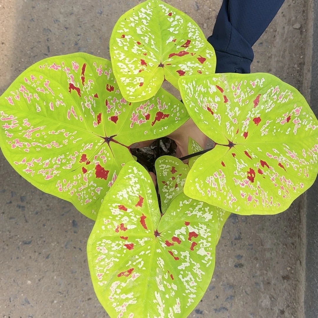 606-0119彩叶芋泰国发货