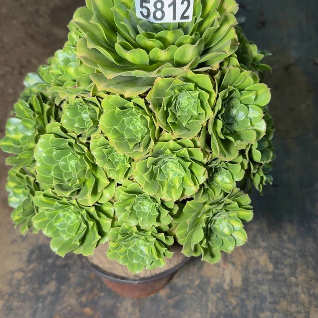 5812琉璃多肉植物huahua