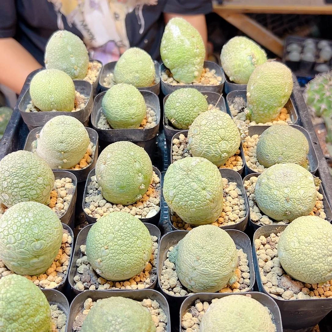 实生凝蹄玉4.2公分带盆