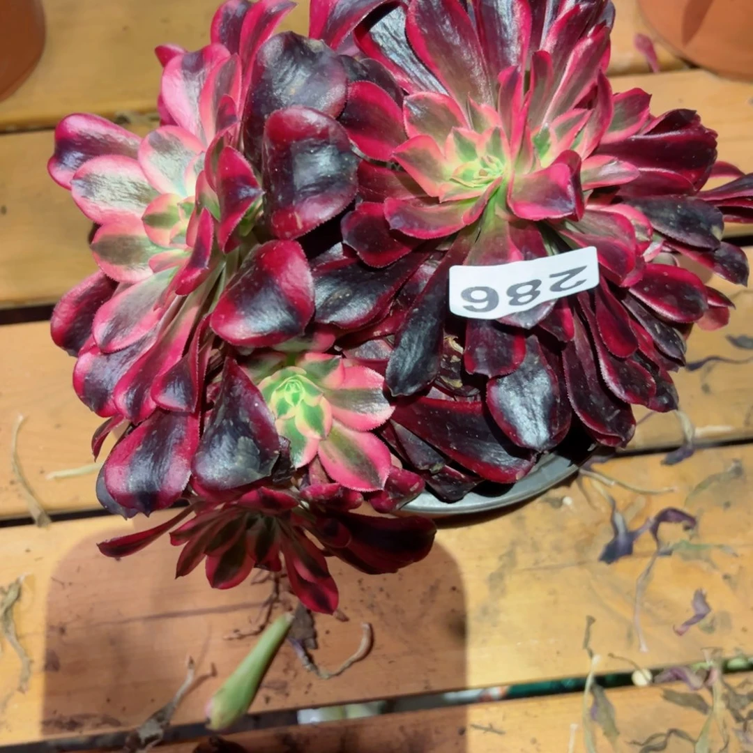 286 号多肉植物新年特价福利