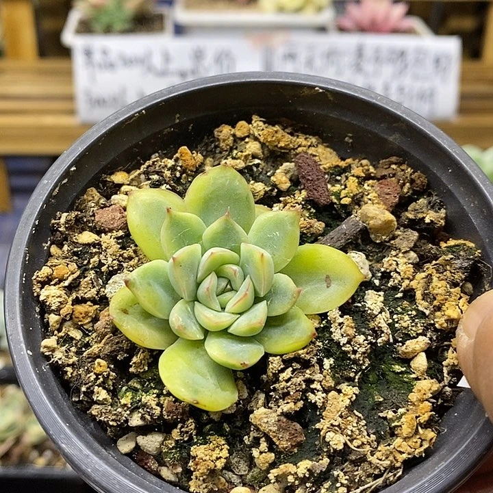 02102 花月夜覆轮锦