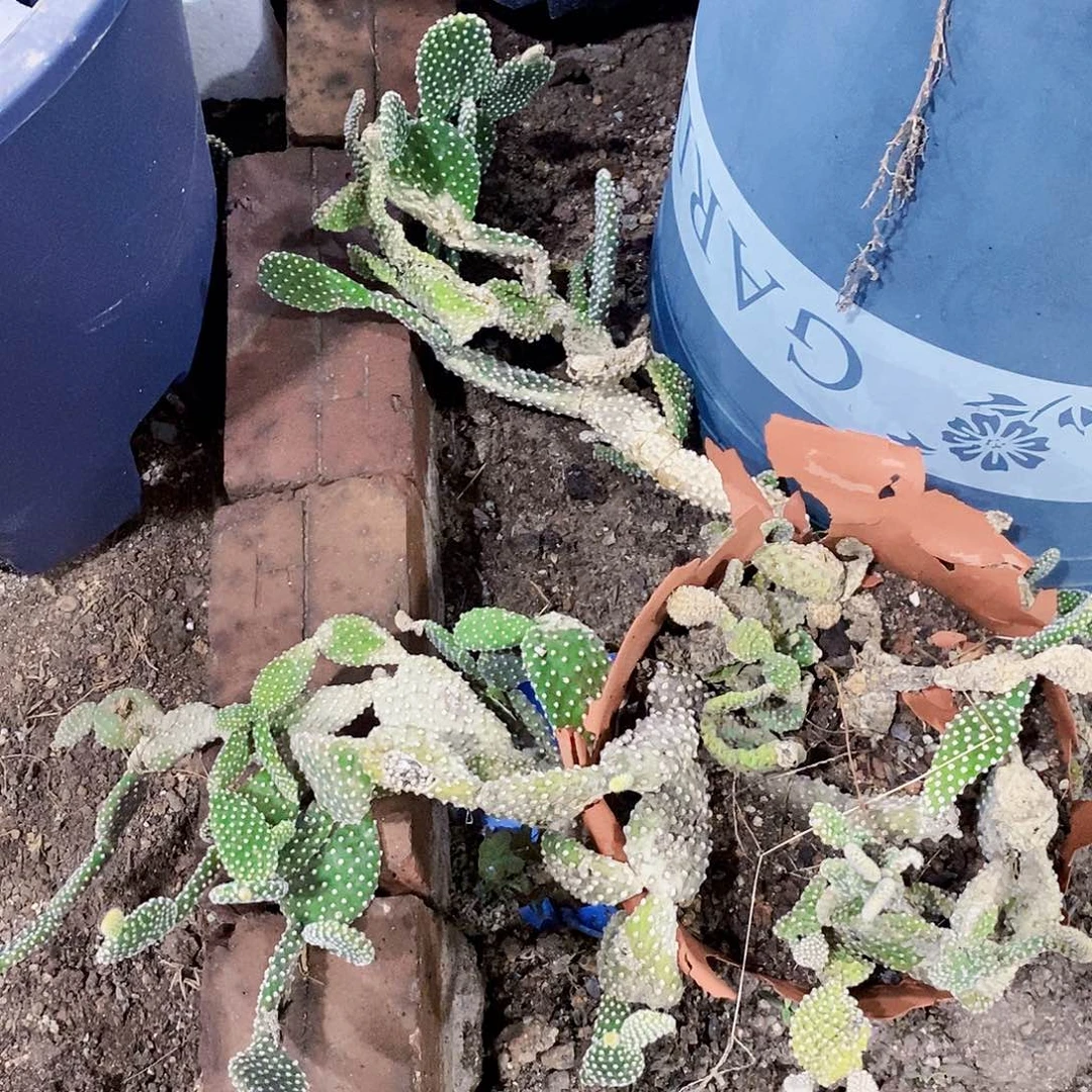 无花朵000000000000000