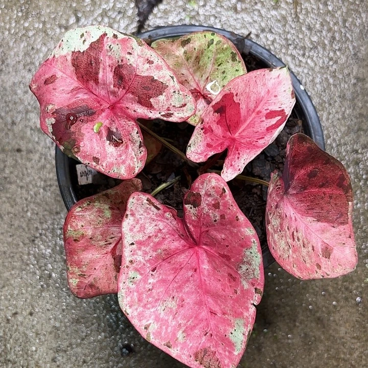 破***出470-0911草莓熊泰国发