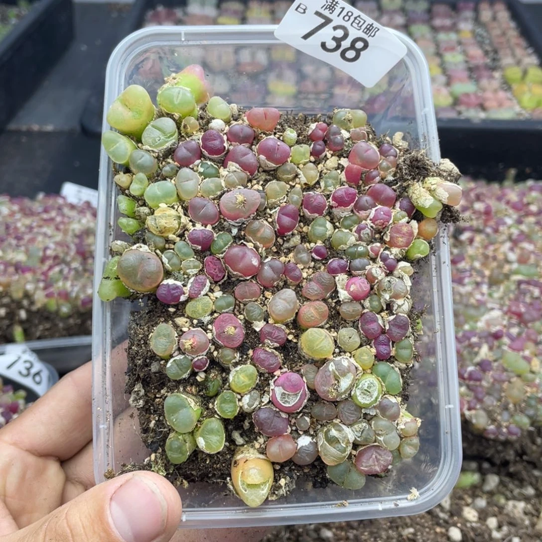 红陶00000000000738