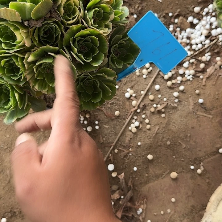 宁***)761五彩琉璃多肉哦哦哦哦哦哦哦哦哦