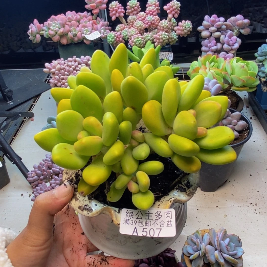 507金蟾芒果奶多肉10cm