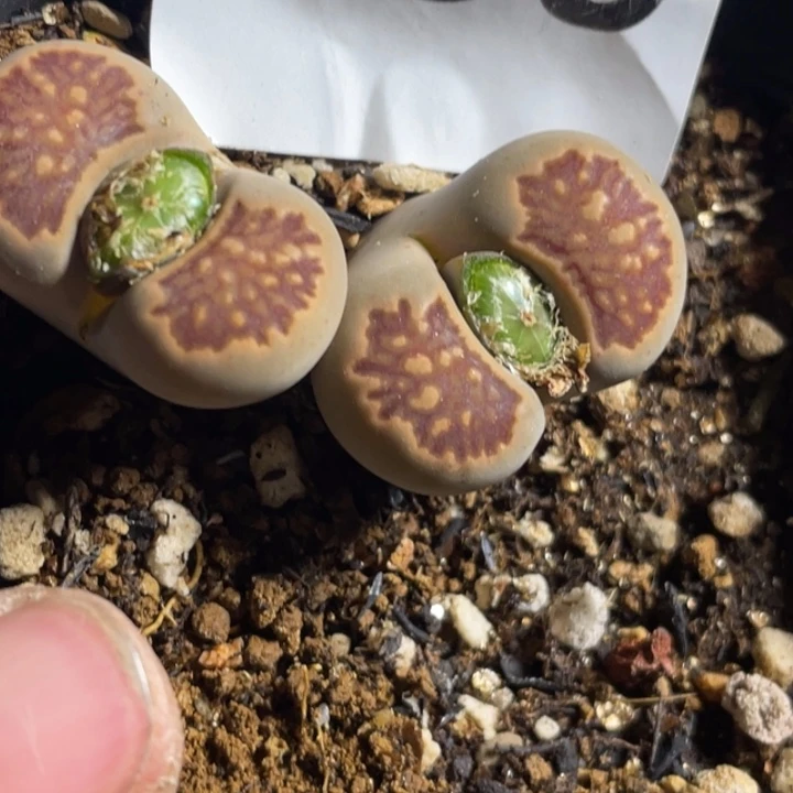 完全开放859岛田红窗菊