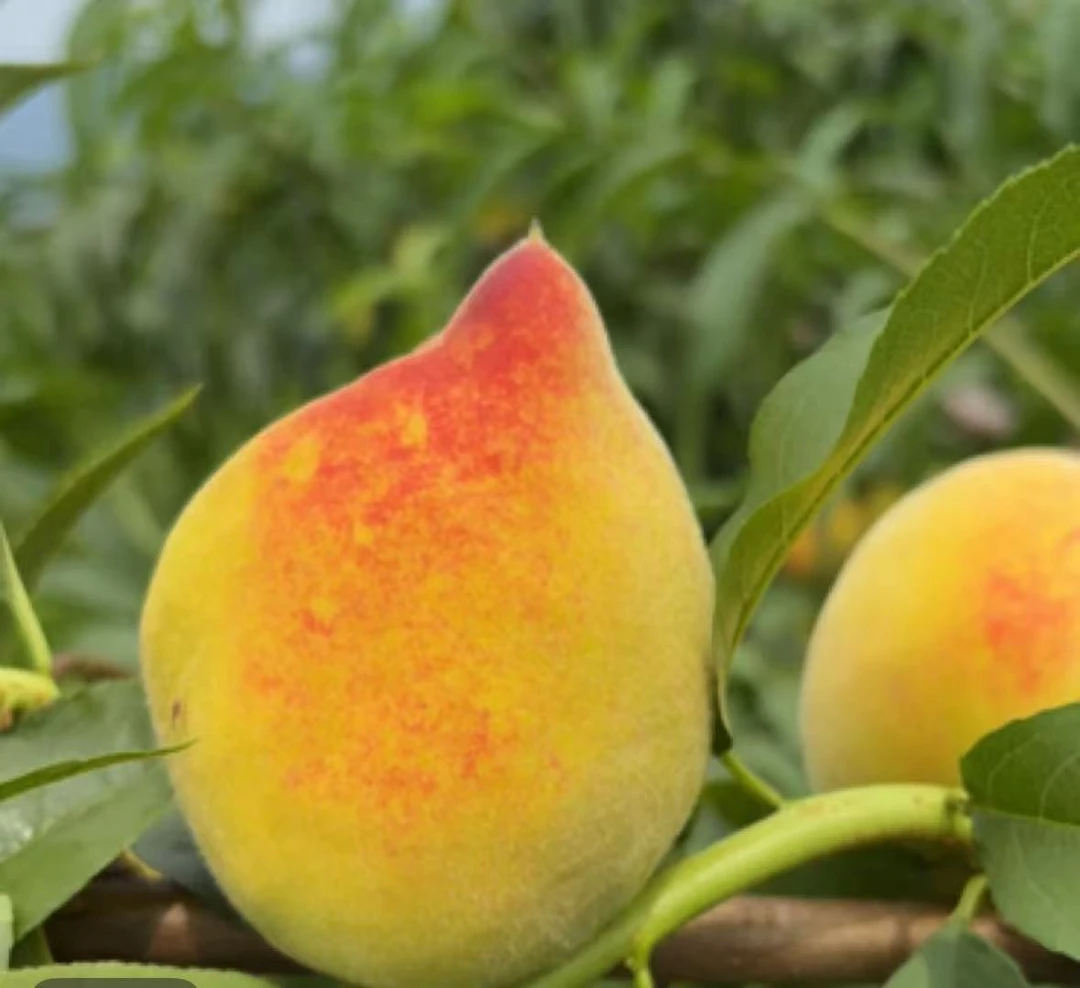 高山露天种植黄桃新鲜水果脆甜好吃多滋