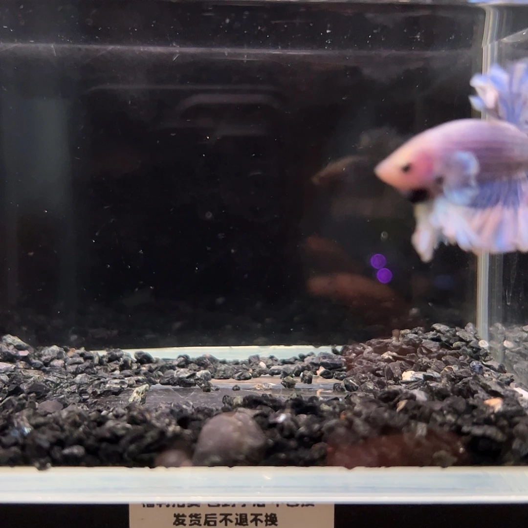 斗鱼一单包邮22日a43