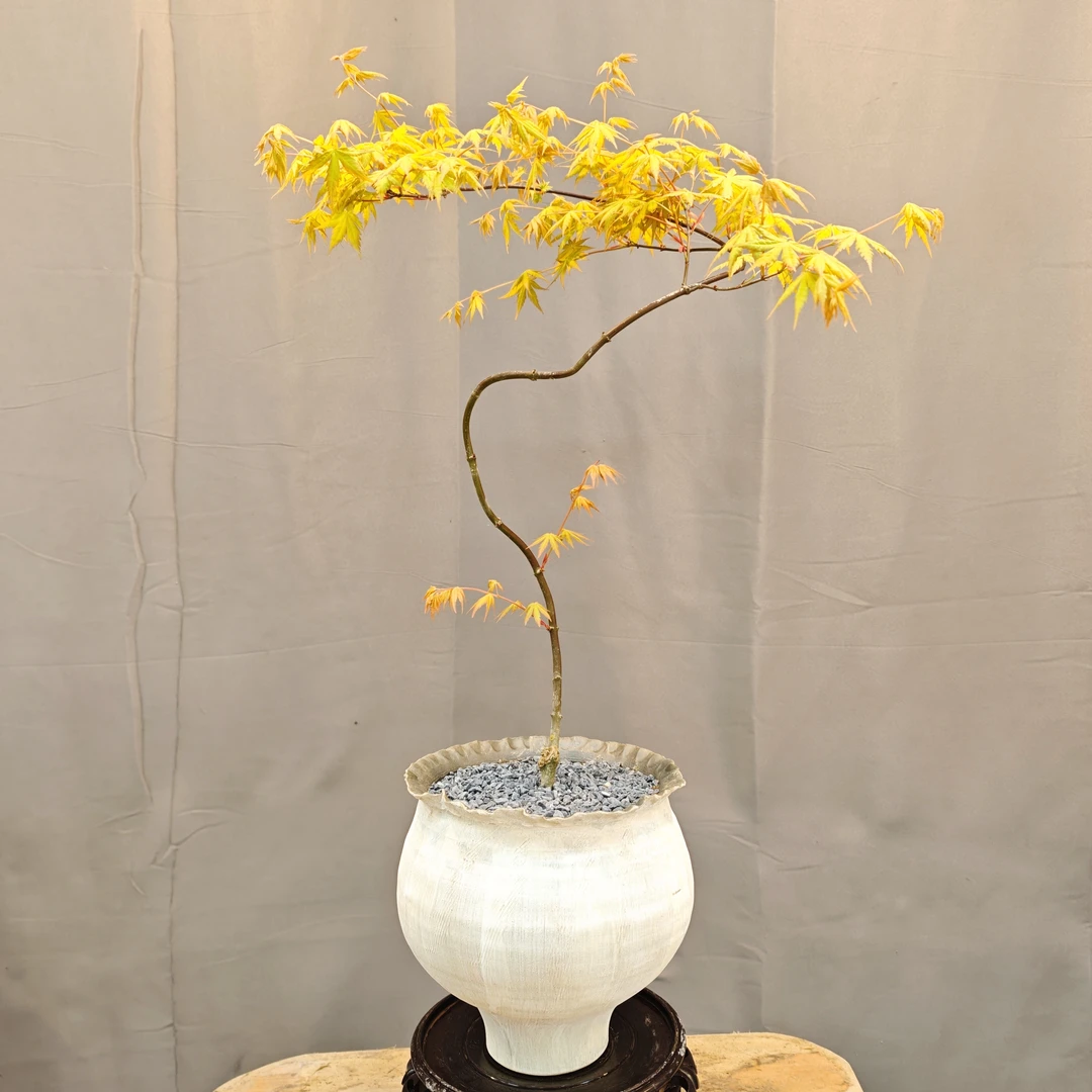 【禅意空间精选】金流泉枫 垂枝造型 观叶赏花 室内庭院盆景