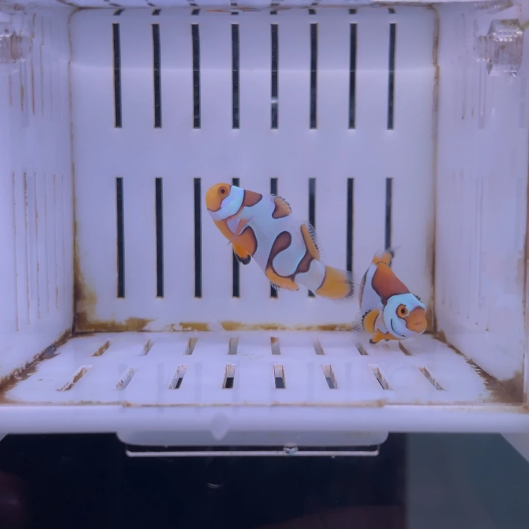 公热带海域3.5cm3.5公分精品毕加索