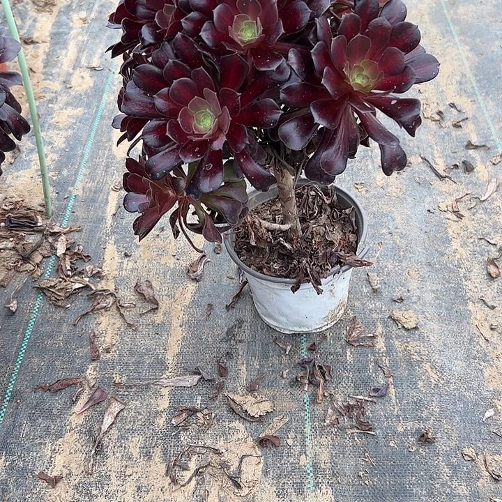 法师一物一拍链接198