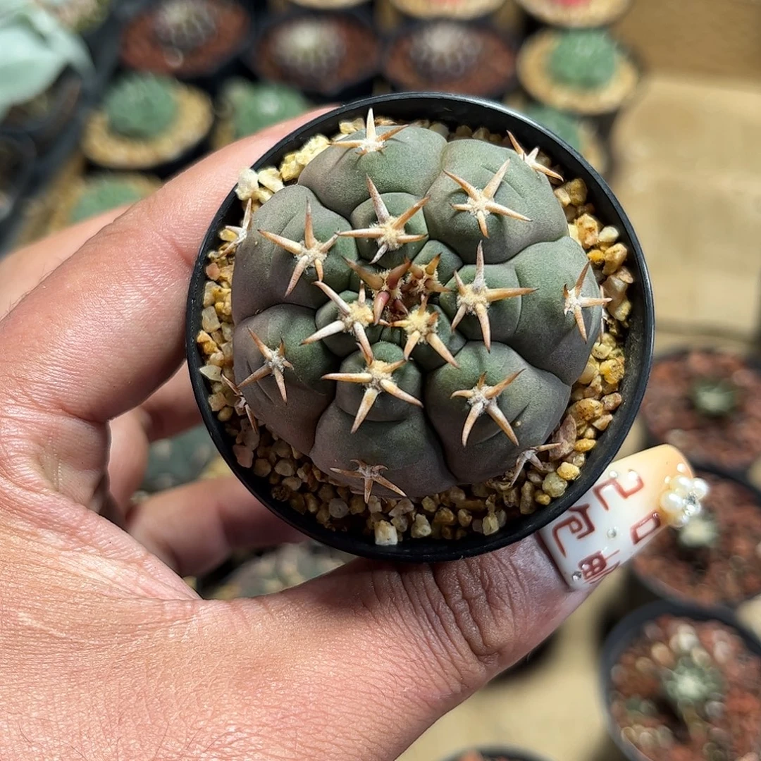 大猫爪单头发货单头