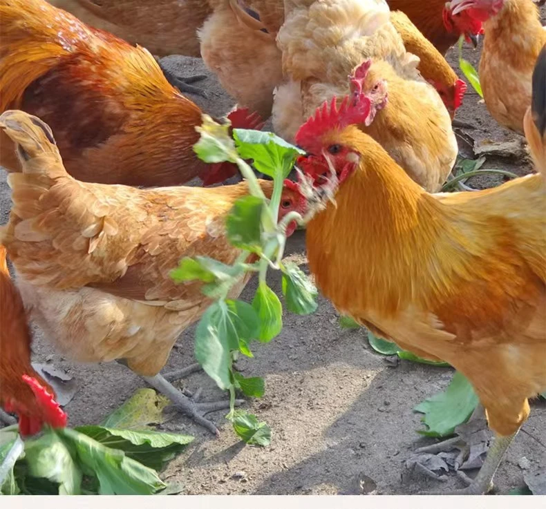 农家散养吃五谷虫草土鸡4-7斤现称现杀一单一拍（顺丰包邮）