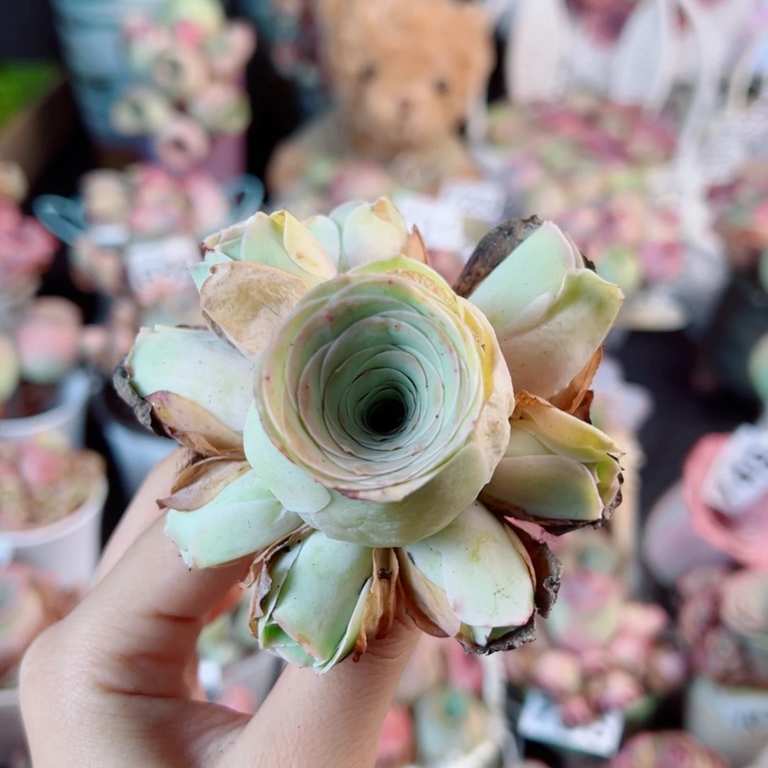 689黄粉手捧花。