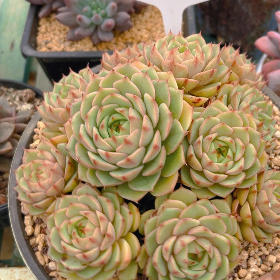 笨巴蒂斯0140号一物一拍