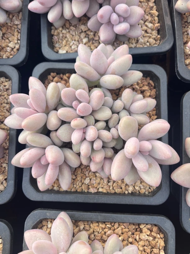 蜜多丽多肉美美美哒