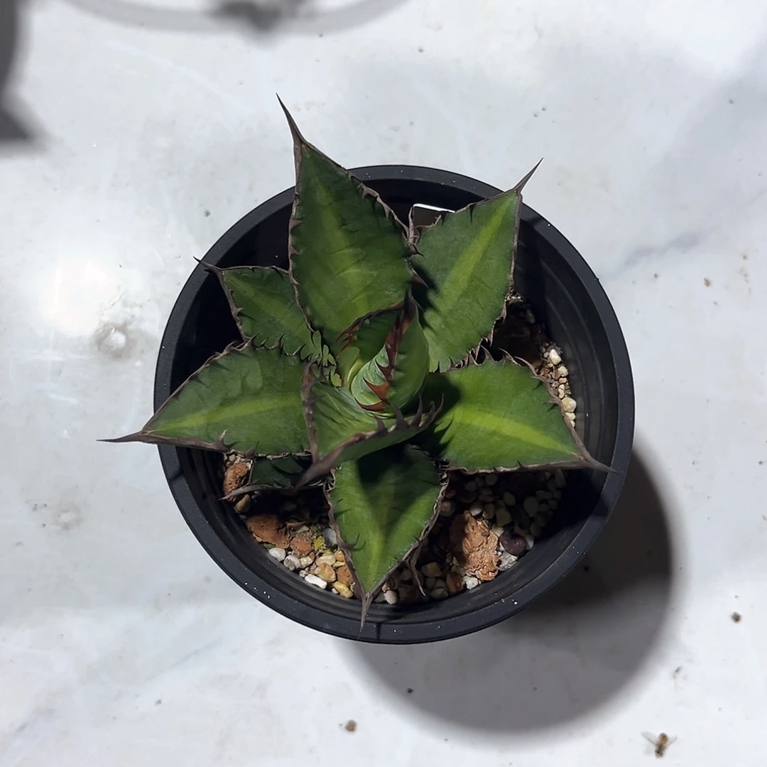 是****?万代严龙随单10