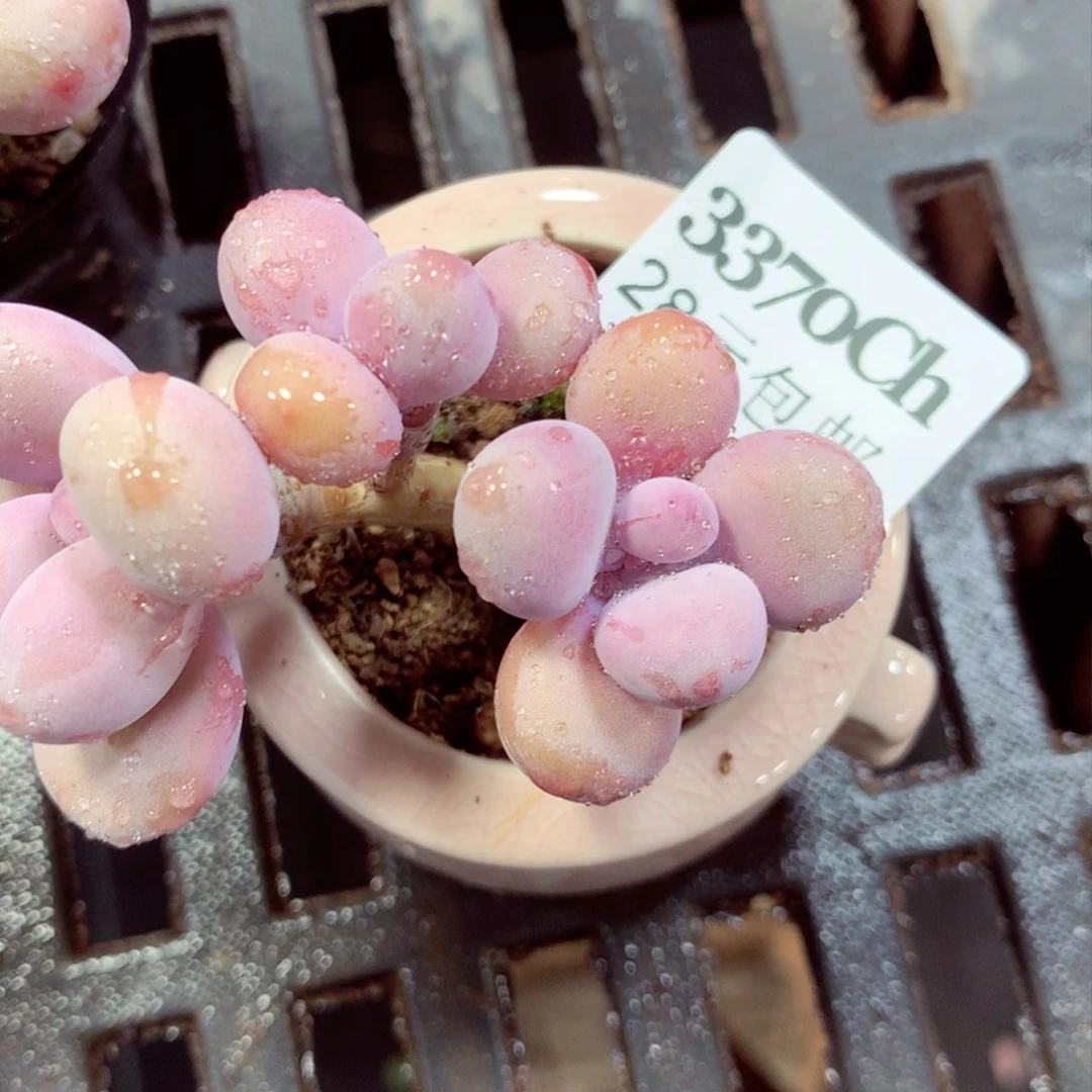 5厘米盆精控多肉3370