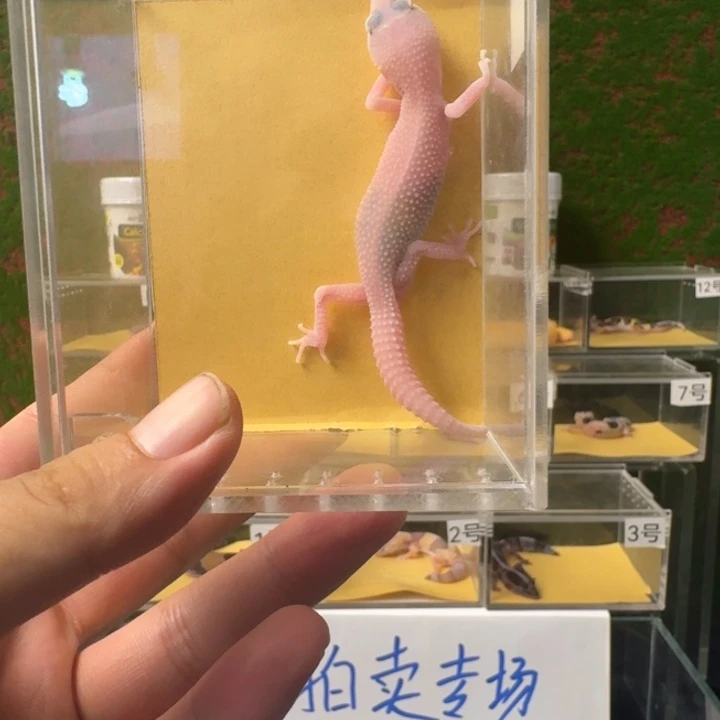 豹纹守宫母温雪花白酒，0元开怼！