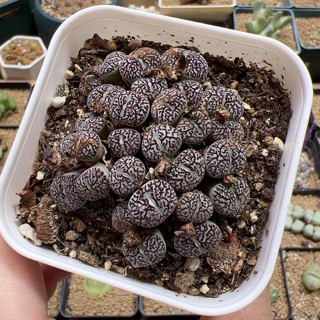 【闪购商品】33 福利
