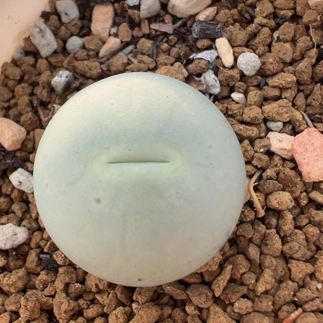 23多肉植物百科植物