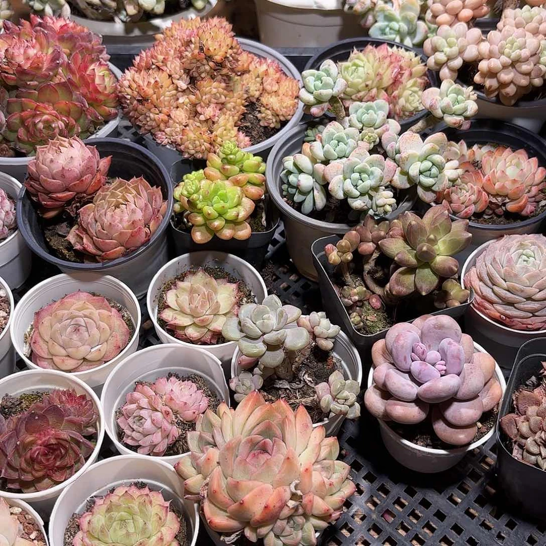 云南省红河州直发