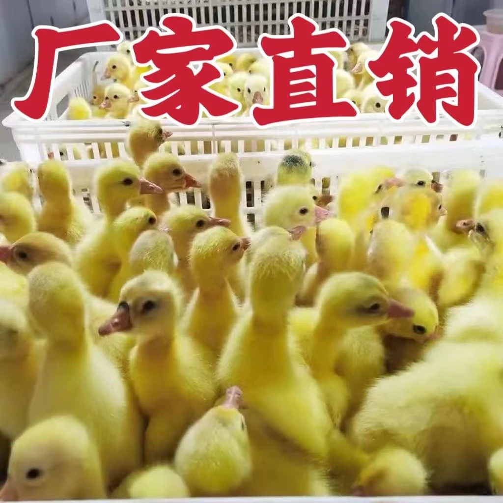 【顺丰包邮】正宗四季大白苗宠物鹅6-10只养殖7天公母可选包邮