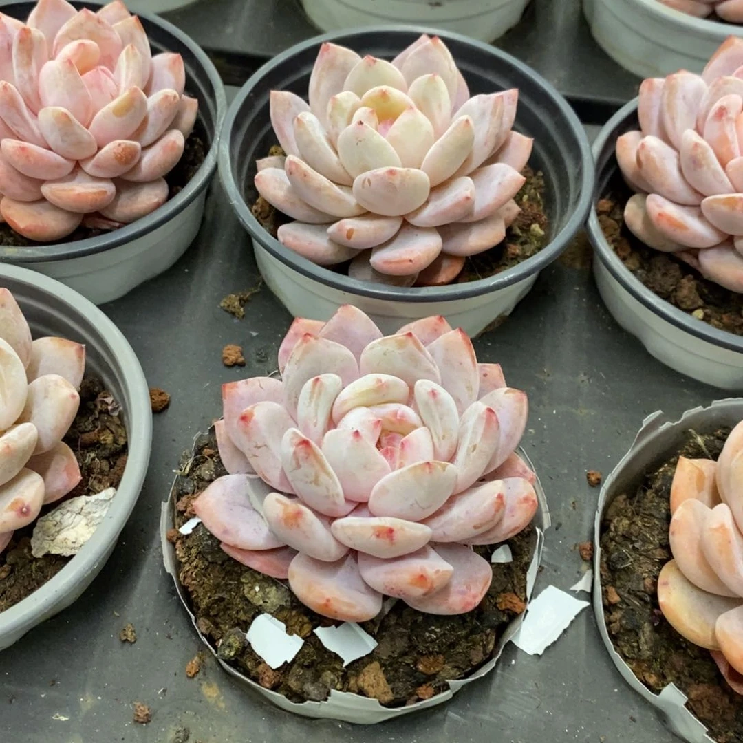 83。雪天使。单头。