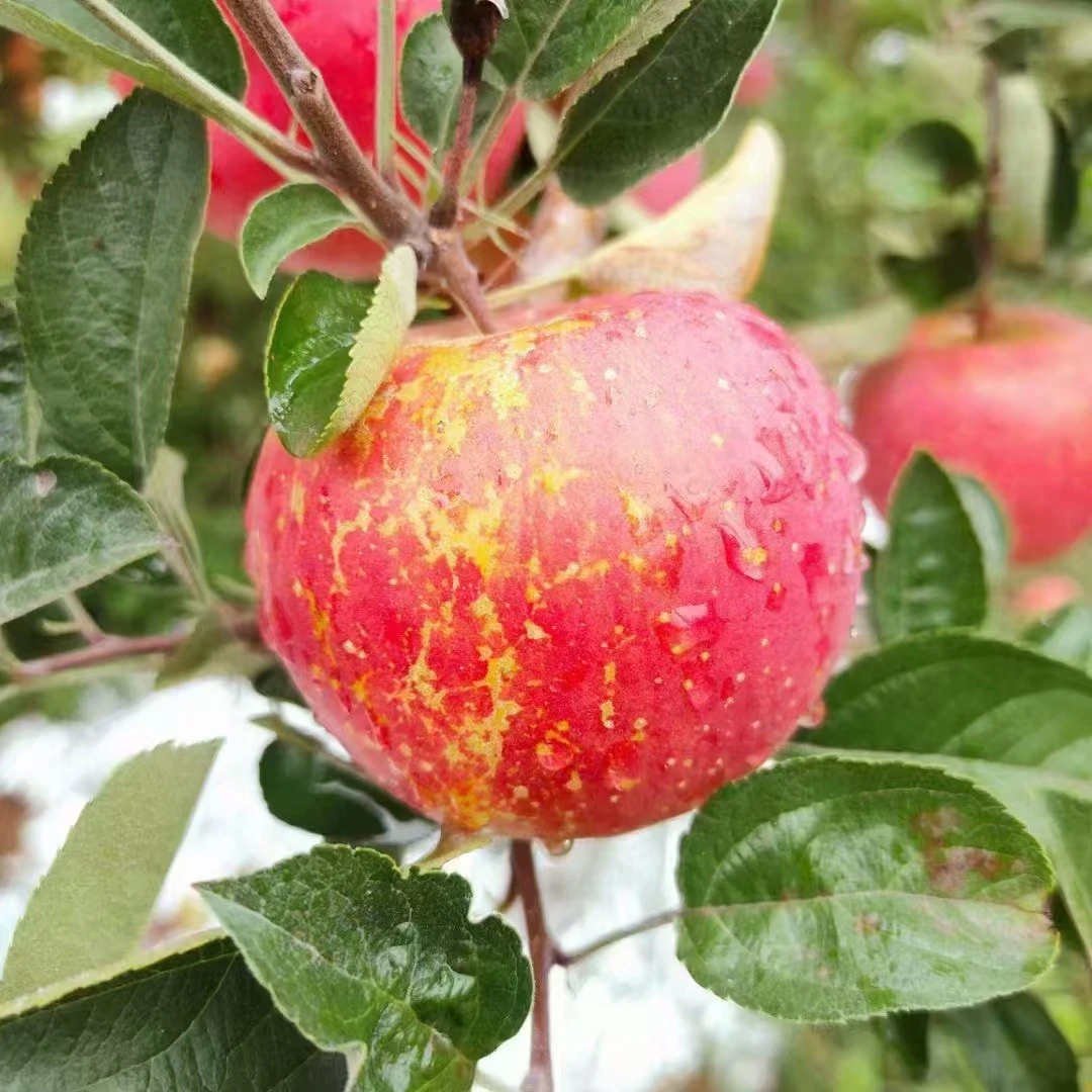 小马书记助农乡村【拒绝假货】云南昭通丑苹果冰糖心苹果红富士