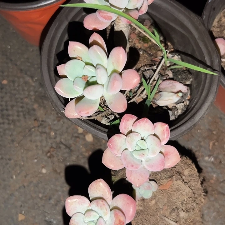 无花朵花瓣露2盆。