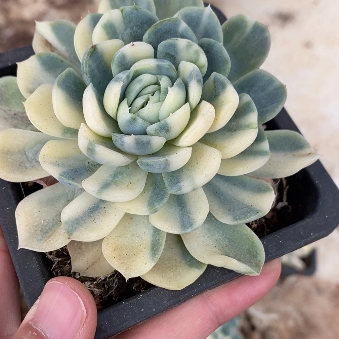 贝瑞锦多肉植物A2691