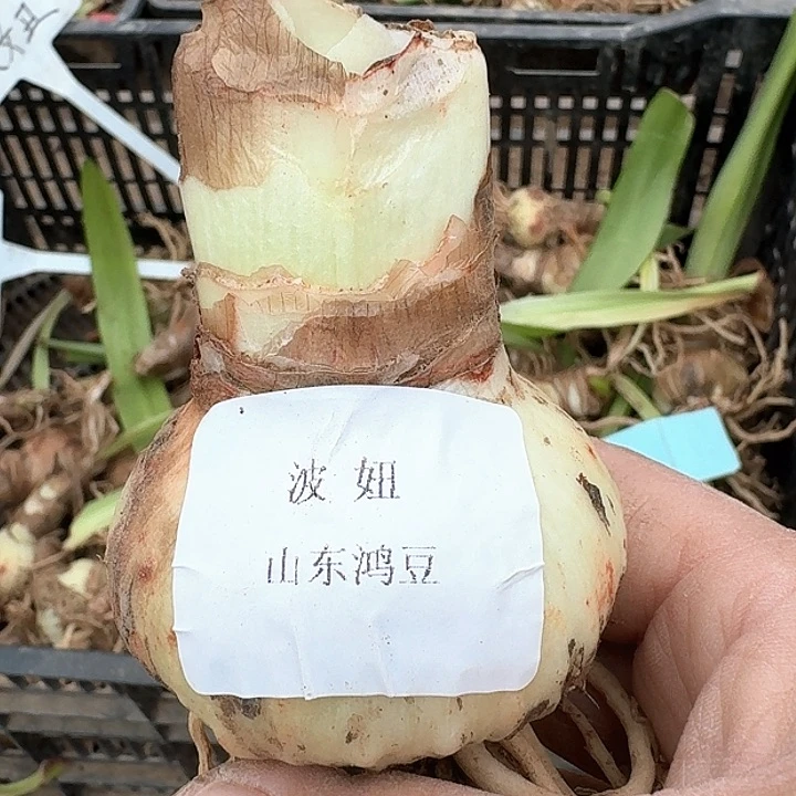 当前无花朵，栽培后可花朵颜****饰波妞