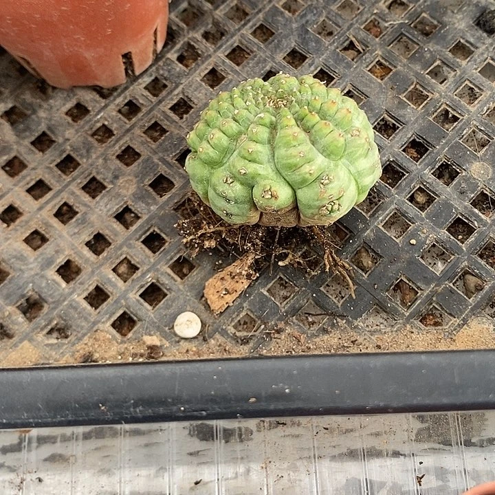 特价，龟甲布纹球，一物一拍