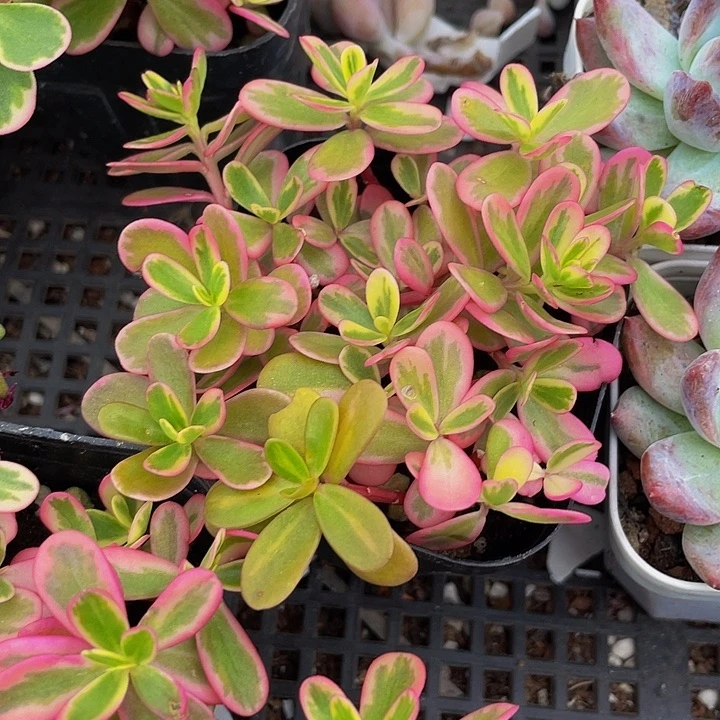 太阳花锦带盆土发货