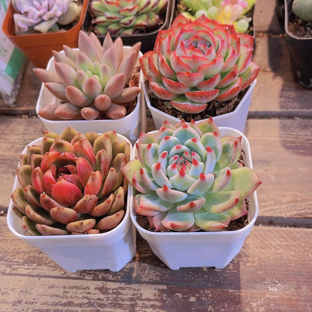 红蜻蜓➕侧影➕黑水晶➕吉娃娃