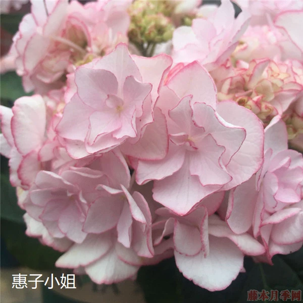 【三哥精选】2加仑惠子小姐重瓣大花型绣球适合花园地栽 直立性好