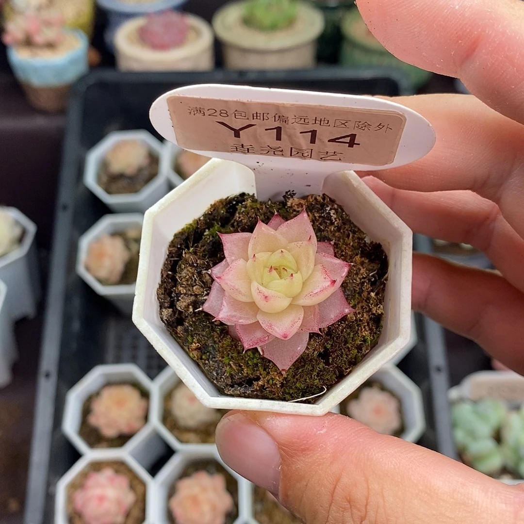 B***a0114 麦秆 单头 2.5cm