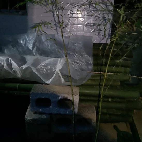 完全开放筇竹算盘竹盆栽绿植竹子